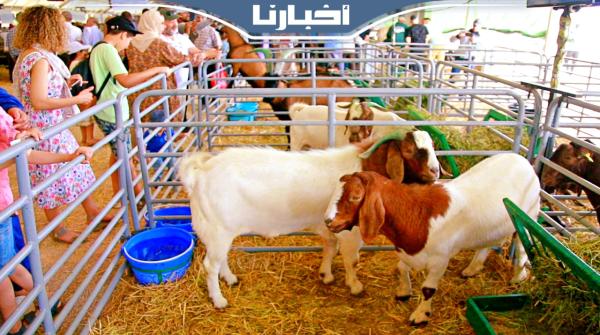 ثمنها يصل إلى مليون ونصف.. نوع نادر من الماعز يثير اهتمام زوار المعرض الدولي للفلاحة بمكناس